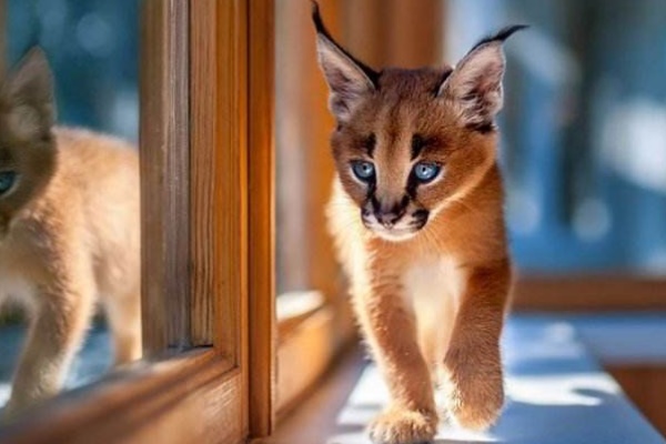 狞猫:最重且速度最快的小型猫科是普通猫的3倍重