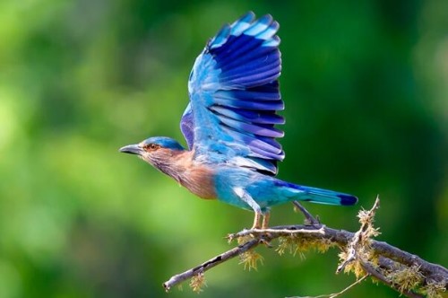 棕胸佛法僧 中国稀有种 羽毛多蓝色飞行时蓝色显眼