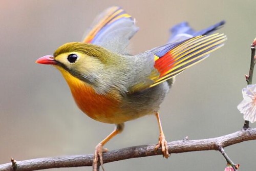 红嘴相思鸟 著名笼养观赏鸟 雄鸟善于鸣叫多变悦耳