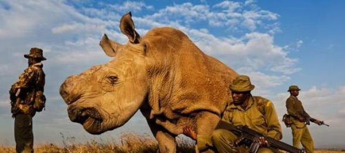 世界上最大的犀牛 白犀牛被40名武装部队24小时保护