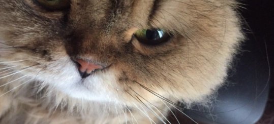 如何判断猫是感冒还是猫鼻支 猫咪得了鼻支几天会出现症状