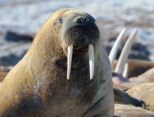 北极十大代表动物 第八迁徙达7万公里,第五常被猎杀