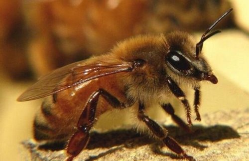 世界上最恐怖的大黄蜂 杀人蜂(一只杀人蜂能杀死一个成年人)