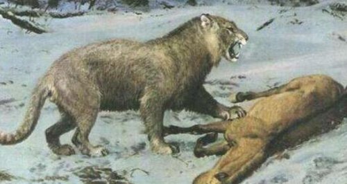 史上体形最大的猫科动物 揭秘洞狮灭绝的原因