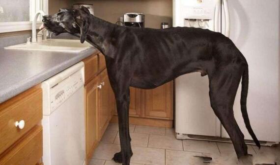 世界上最大的狗 十大最高的狗排行(身高2.3米的大丹犬夺冠)