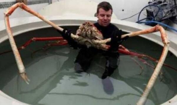 世界上最大的螃蟹 英国巨型螃蟹(长达15米/真实性遭质疑)