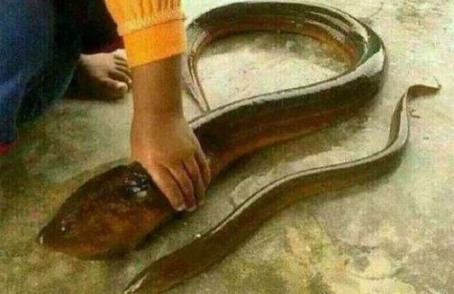 世界上最大的黄鳝 长1.5米重36斤已修炼成精