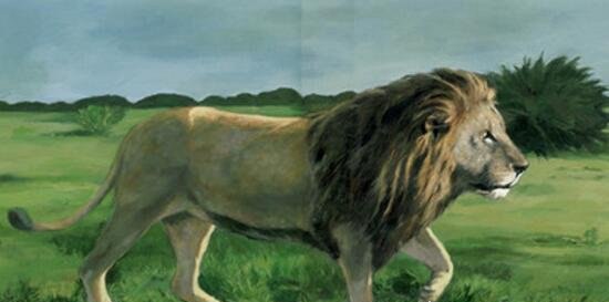 世界上最大的狮子 巴巴里狮子(纯种的已灭绝)