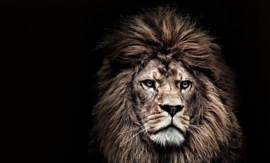 世界上最大的狮子 巴巴里狮子(纯种的已灭绝)