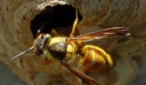 世界上最恐怖的大黄蜂 杀人蜂(一只杀人蜂能杀死一个成年人)