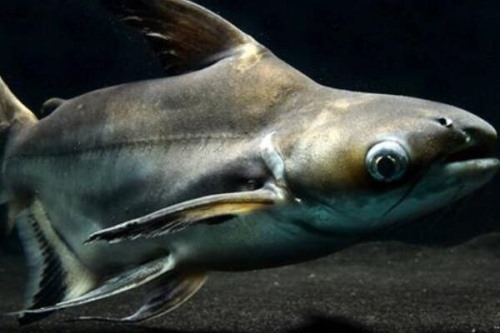 成吉思汗鲨鱼不建议养:体型庞大的底层鱼最大可达三米