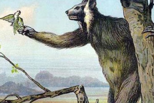 巨狐猴灭绝了吗?500年前就已经灭绝全因人类踏上马岛