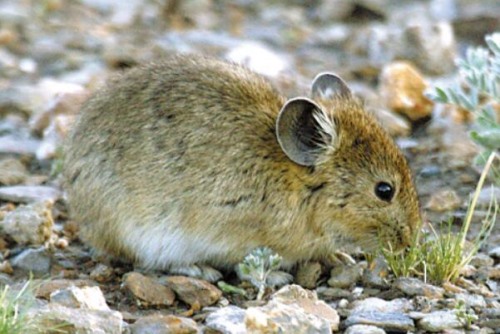 大耳鼠兔 中国鼠兔中最大 耳朵圆大长达3厘米