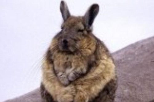 大耳鼠兔 中国鼠兔中最大 耳朵圆大长达3厘米
