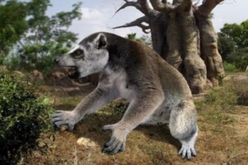 巨狐猴灭绝了吗?500年前就已经灭绝全因人类踏上马岛