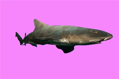 半带皱唇鲨 一种典型的鲨鱼类型 喜欢欺负其他动物