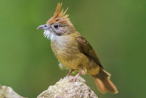 白喉冠鹎 群鸟叫声高昂 长仅19厘米羽冠又细又长