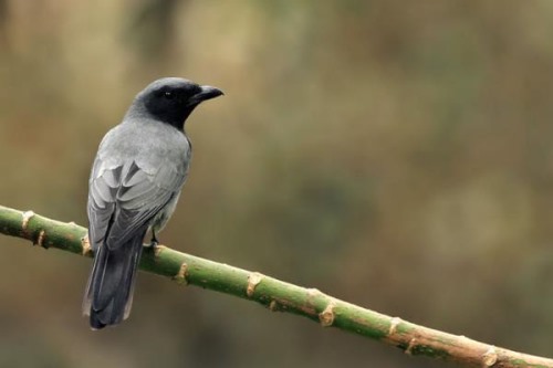 巽他鹃鵙:一种通体黑灰色的山椒鸟居于东南亚而得名