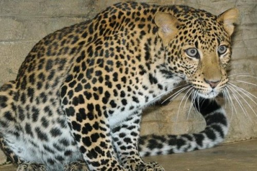 爪哇豹:仅在爪哇岛上分布野生种群只有300-500只