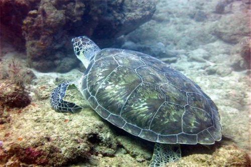 盐水龟 主要生活在热带和亚热带地区人工养殖较多