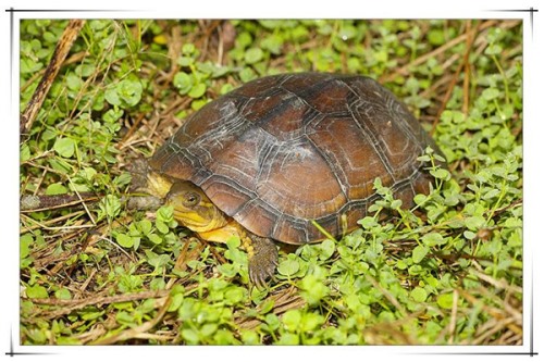柴棺龟 又名黄喉拟水龟身体较扁较平头很小