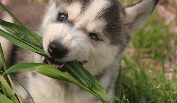 狗狗为什么在吃草？狗狗吃草其实是在自救？