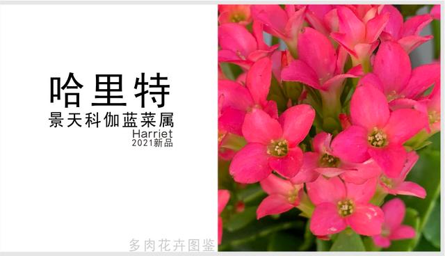 哈里特 长寿花，2021年新品，粉色单瓣，玫瑰叶中花品种（哈里特长寿花2021年新品）(1)