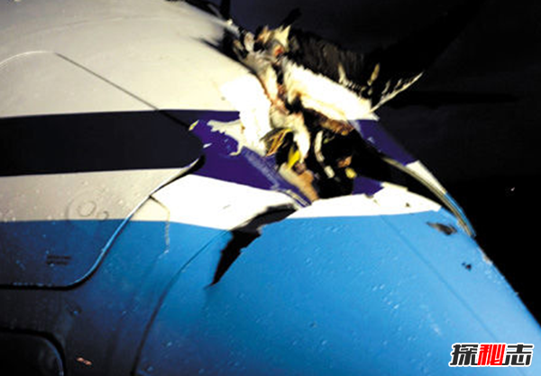 飞机为什么失事 飞机失事的10大常见原因揭秘