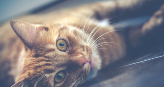 猫咪驱虫完呕吐拉肚子是正常现象吗 猫咪驱虫会导致呕吐拉稀精神不好吗？