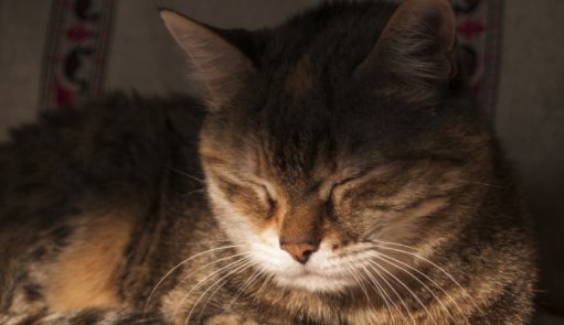 猫咪驱虫完呕吐拉肚子是正常现象吗 猫咪驱虫会导致呕吐拉稀精神不好吗？