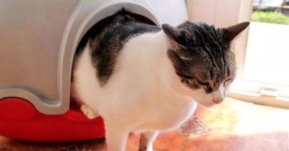 猫咪猫砂盆可以两只公用吗？