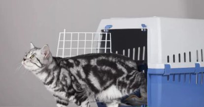 猫咪猫砂盆可以两只公用吗？