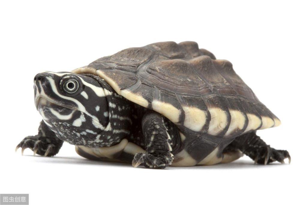小巧玲珑的麝香龟，从挑选到繁殖，做到6点就能轻松养好（麝香龟如何选择）
