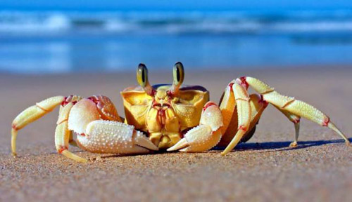 中国十大螃蟹品种（螃蟹有哪几种品种）