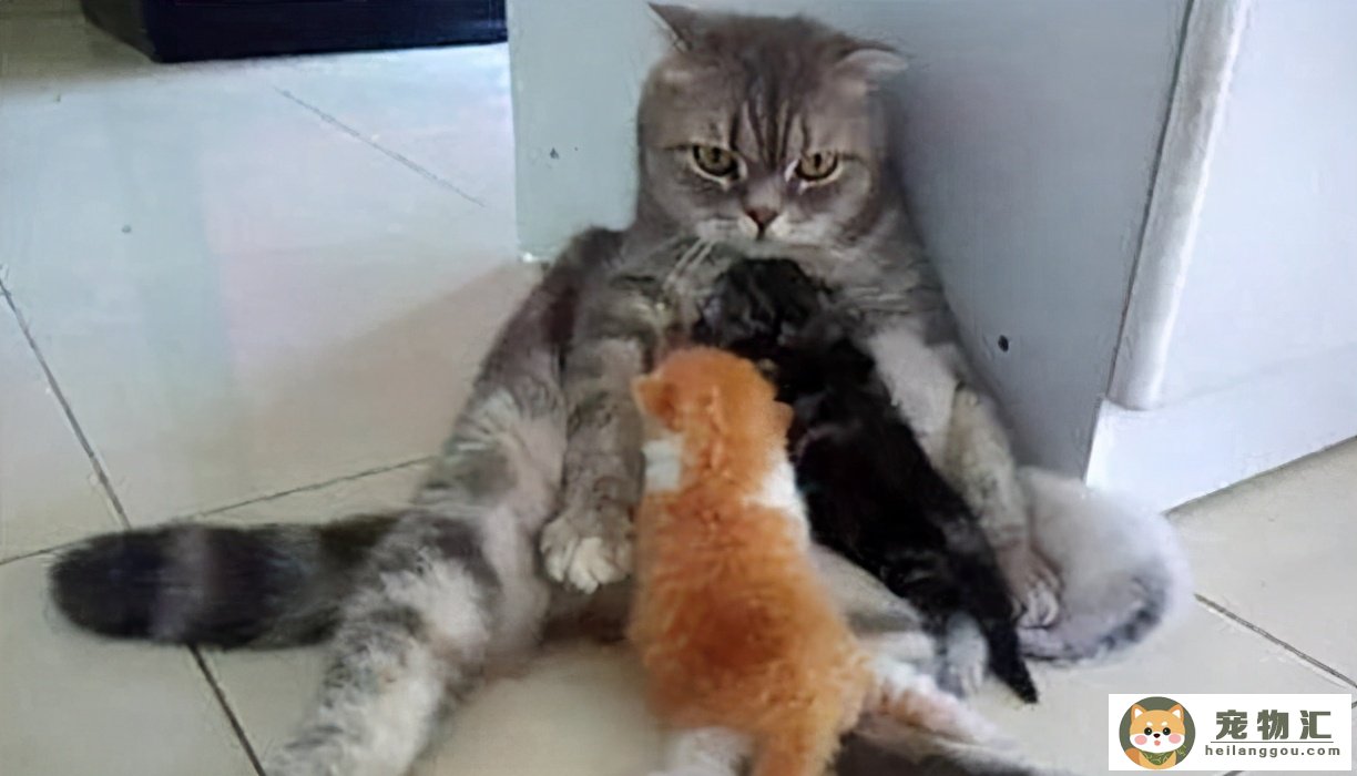 猫怀孕了几个月生产(猫怀孕几个月生产小猫可以离开母猫)