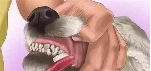 怎样给狗狗正确刷牙？