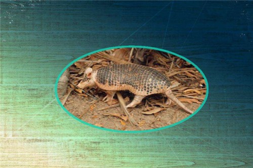 查科裸尾犰狳 八十年代被发现同类中体型最小的