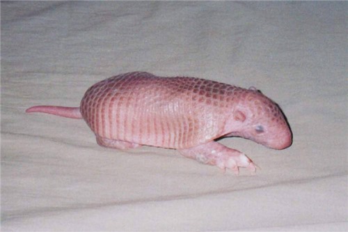 查科裸尾犰狳 八十年代被发现同类中体型最小的
