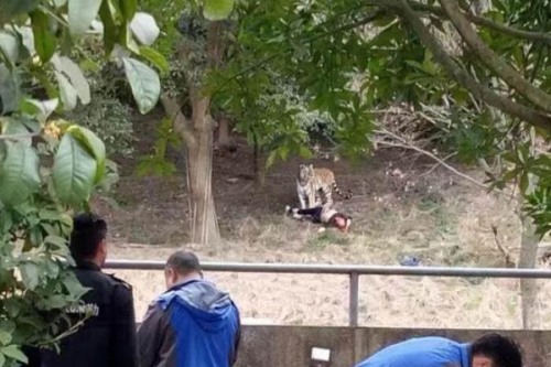 宁波动物园老虎咬人事件:为逃票翻三米高墙误入老虎区