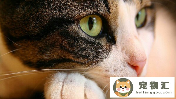 为什么小猫的眼睛会发光(为什么小猫的眼睛会发光呢)