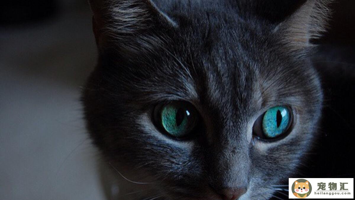 为什么小猫的眼睛会发光(为什么小猫的眼睛会发光呢)