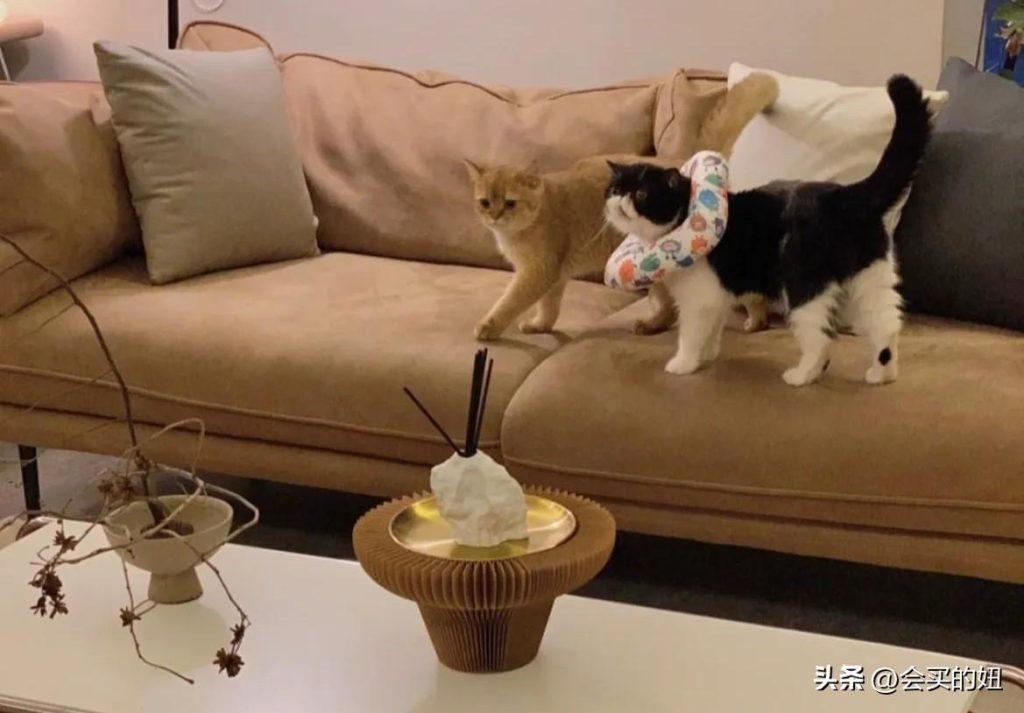 怎么挑选一款抗猫抓狗刨的沙发？挑选沙发的经验分享