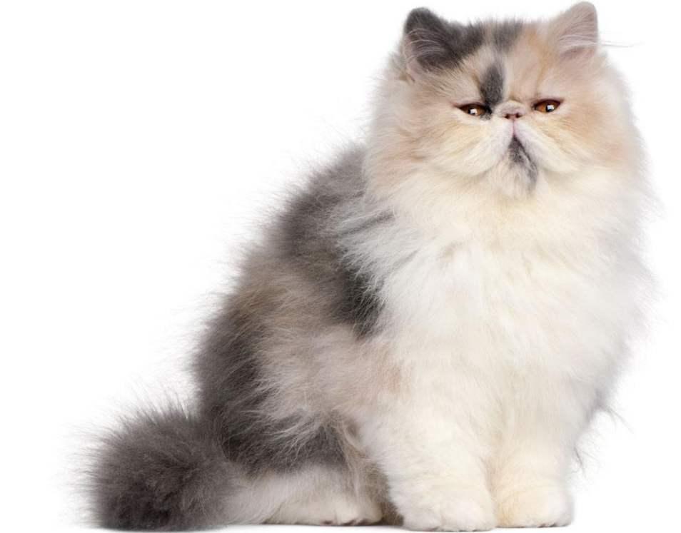 盘点世界上最可爱的十种猫，有你喜欢的吗？
