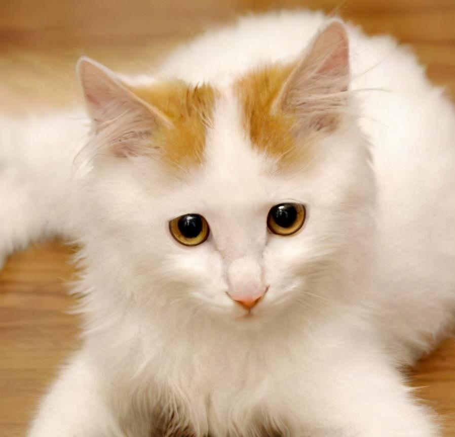 盘点世界上最可爱的十种猫，有你喜欢的吗？