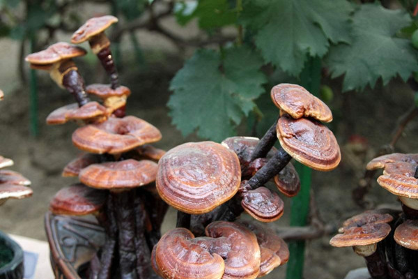 灵芝泡水能降血压吗 灵芝泡水能降尿酸吗 灵芝泡水能降血压吗 灵芝泡水能降尿酸吗