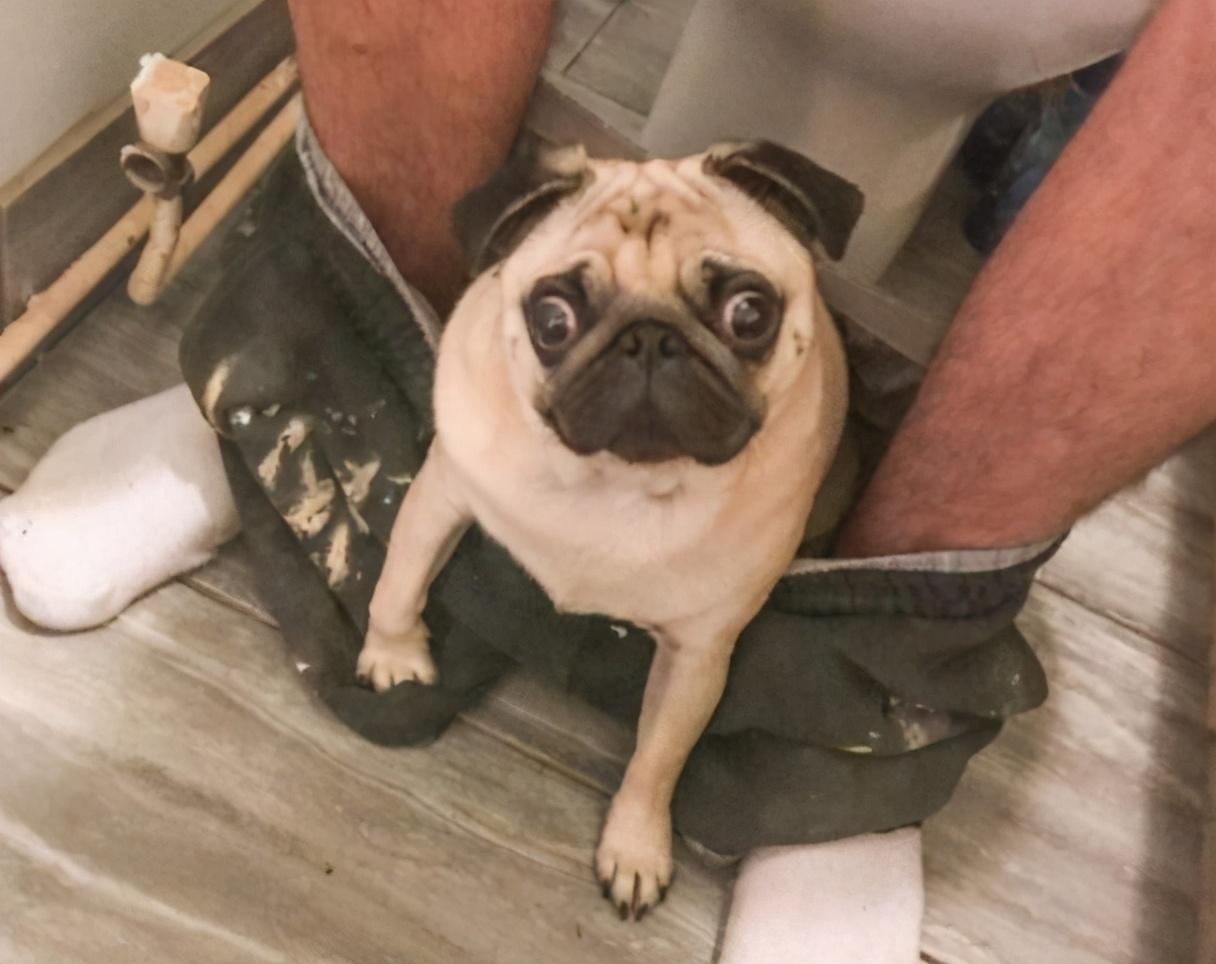 小户型养狗首选:六种小型犬,占地不多还忠诚 小户型养狗首选:六种小型犬,占地不多还忠诚