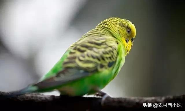 顽皮“鹦鹉”爱啄人,如何教育才能改正?(鹦鹉啄主人的手表示什么意思呀) 顽皮“鹦鹉”爱啄人,如何教育才能改正?(鹦鹉啄主人的手表示什么意思呀)